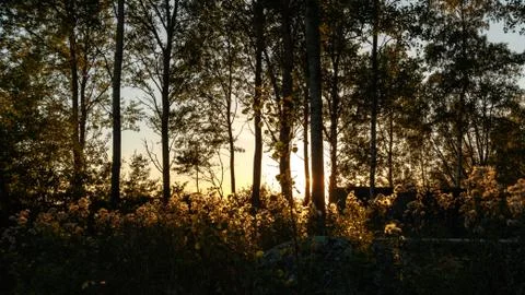 Forest window Stock Photos