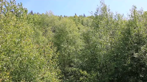 Forest windy  Cambusbarron Stirling Stock Footage 51765378
