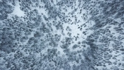 Forest in winter 02 Video stock 127583652