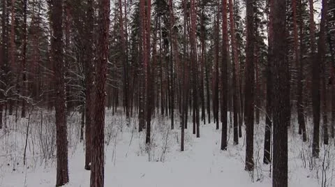 Forest winter 04 Video stock 8983118