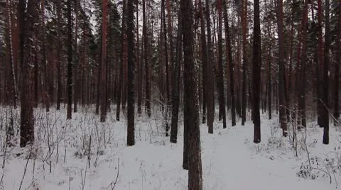 Forest winter 05.mp4 Video stock 8983131