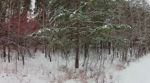 Forest winter 06.mp4 Video stock 8983140