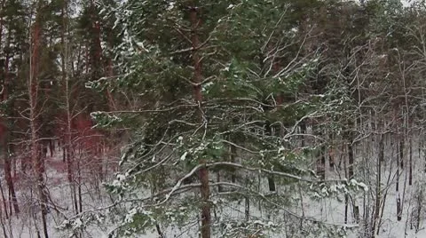 Forest winter 07.mp4 Video stock 8983148