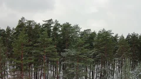 Forest winter 08.mp4 Video stock 8983155