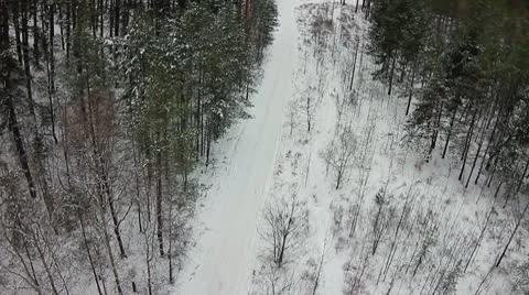 Forest winter 10.mp4 Video stock 8983166