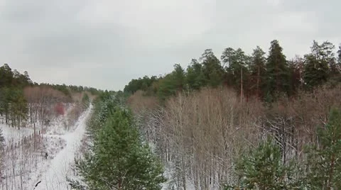 Forest winter 12.mp4 Video stock 8983178