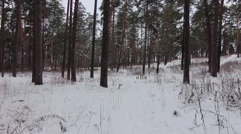 Forest winter 13.mp4 Video stock 8983186