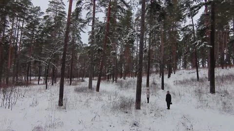 Forest winter 14.mp4 Video stock 8983198