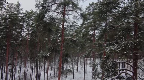 Forest winter 15.mp4 Video stock 8983215