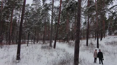 Forest winter 16.mp4 Video stock 8983232