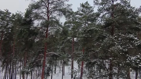 Forest winter 17.mp4 Video stock 8983242