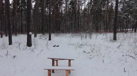 Forest winter 18.mp4 Video stock 8983245
