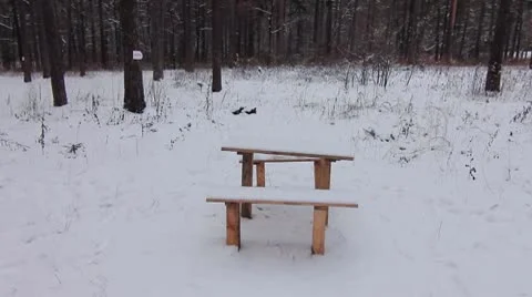 Forest winter 19.mp4 Video stock 8983253