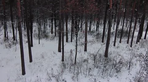Forest winter 20.mp4 Video stock 8983259