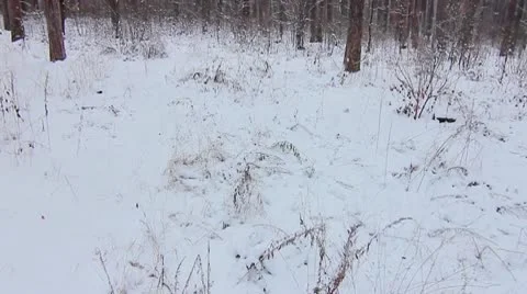 Forest winter 21.mp4 Video stock 8983269