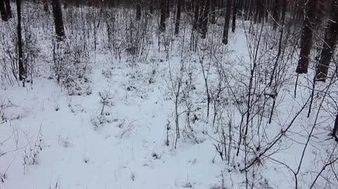 Forest winter 22.mp4 Video stock 8983274