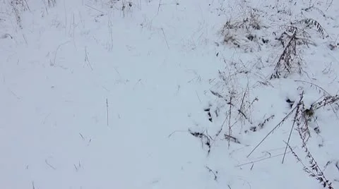 Forest winter 23.mp4 Video stock 8983284