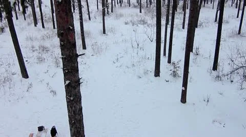 Forest winter 25.mp4 Video stock 8983358