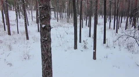 Forest winter 26.mp4 Video stock 8983366