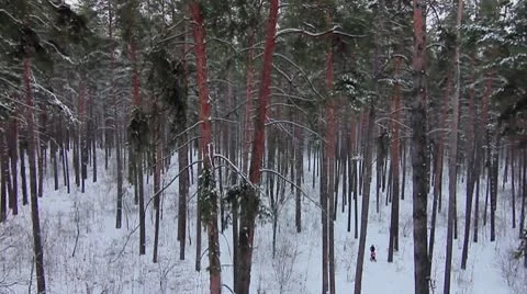Forest winter 27.mp4 Video stock 8983369