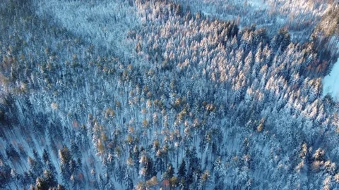 Forest in winter from above. Stock Footage 221273088