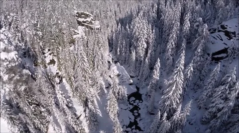 Forest in winter - Aerial view over  snowy trees Stock Footage 67637932