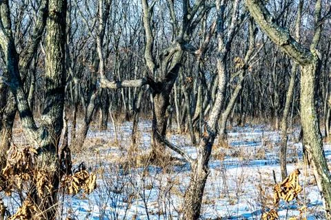 Forest in winter with bare trees and snow Stock Photos
