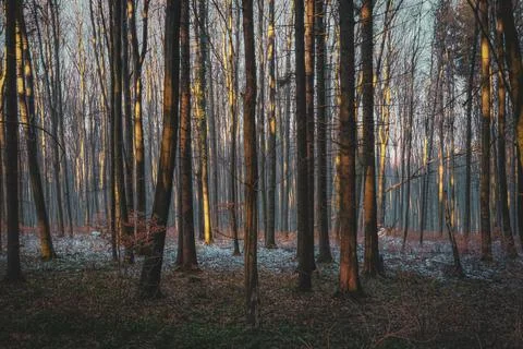 Forest in winter with bare trees illuminated by warm sunlight Stock Photos