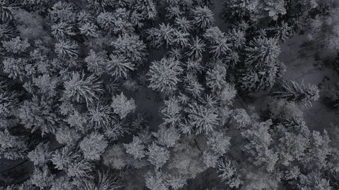 Forest in winter from a bird's flight Stock Footage 106754898