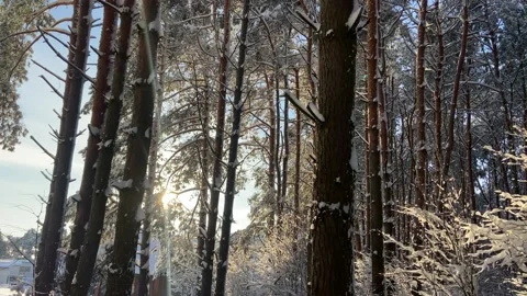 Forest in winter covered with snow Video stock 226951130