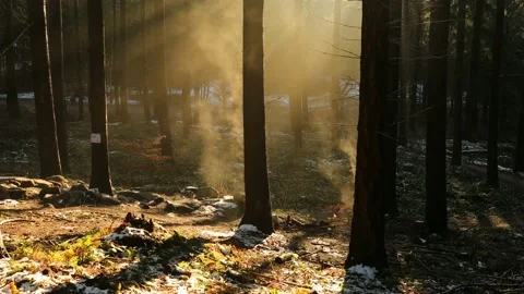 Forest in winter in Denmark Stock Footage 154389443