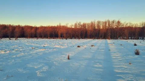 Forest in the winter during the sunset. Stock Photos