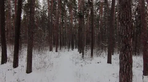 Forest winter fast 01.mp4 Video stock 8983385