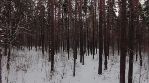 Forest winter fast 02.mp4 Video stock 8983388