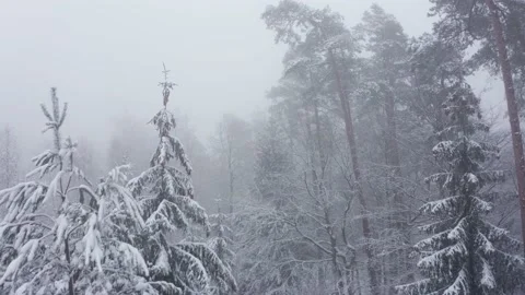 Forest in winter fog Video stock 152397163