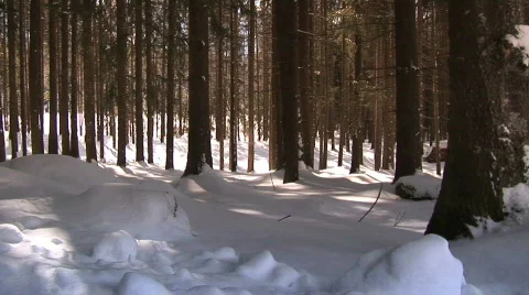 Forest in winter Stock Footage 106070