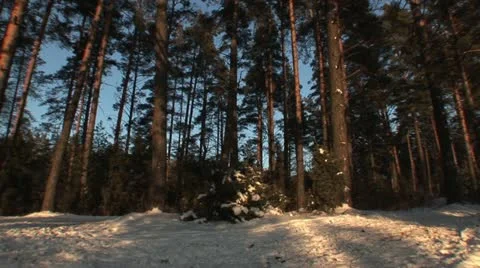 Forest in winter Stock Footage 10879141