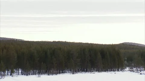 A forest in the winter Video stock 11333125