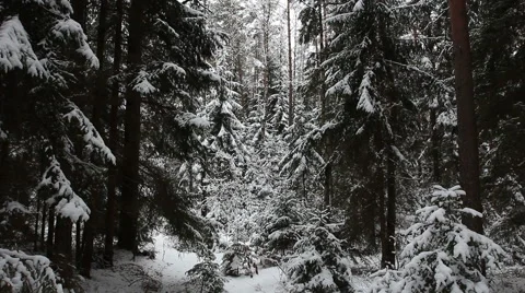 In the forest in winter Stock Footage 46796937
