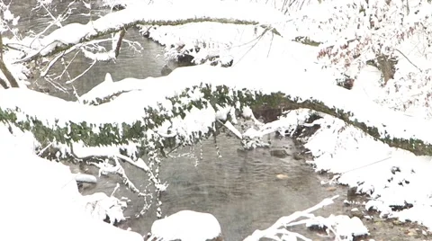 Forest in Winter 動画素材 47142359