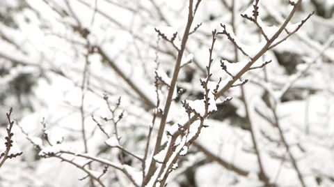 Forest in Winter 動画素材 47142640