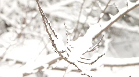 Forest in Winter Stock Footage 47142987