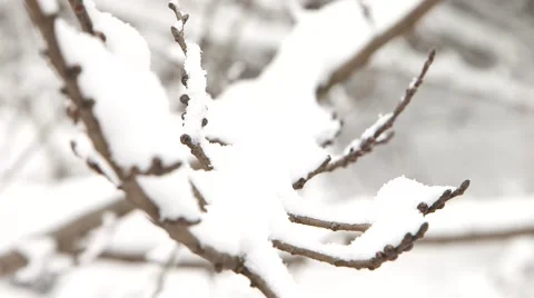 Forest in Winter 動画素材 47143036