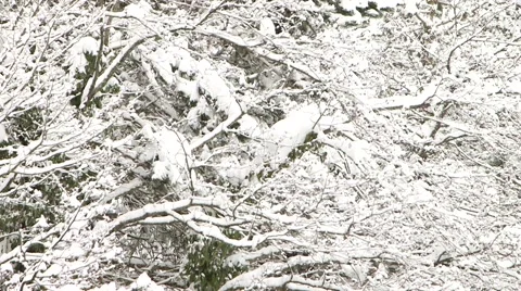 Forest in Winter 動画素材 47143154