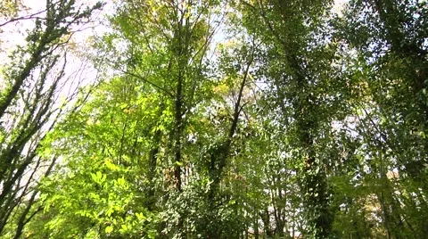 Forest in Winter 動画素材 47143585