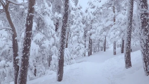 Forest in winter.  Stock Footage 86221072
