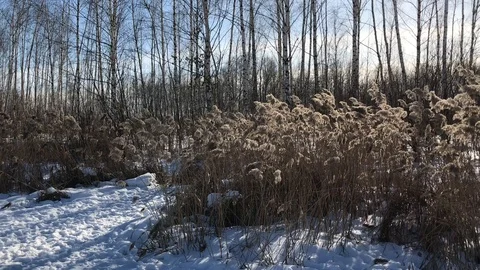 Forest winter Stock Footage 86556003
