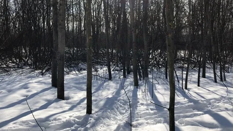 Forest winter Stock Footage 86556926