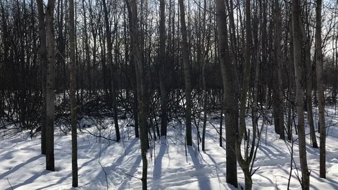 Forest winter Stock Footage 86556983