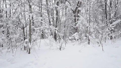 Forest in winter Stock Footage 88502506